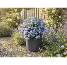 Blaue Blümchen in einem Topf im Garten.