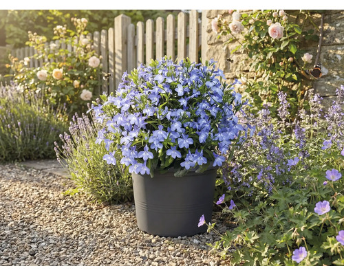 Blaue Blümchen in einem Topf im Garten.