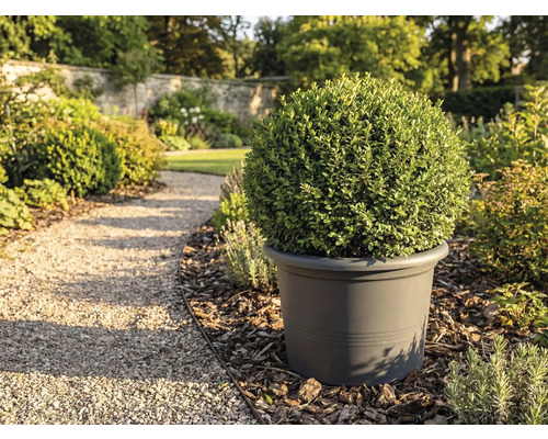 Gartenansicht mit kugelförmigem Buchsbaum in Pflanzgefäß
