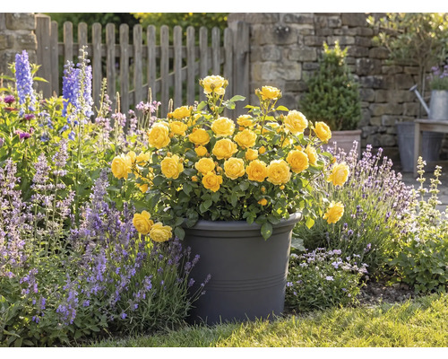 Gelbe Rosen in einem Topf, Gartenszene