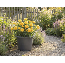 Roses jaunes en pot dans un jardin.
