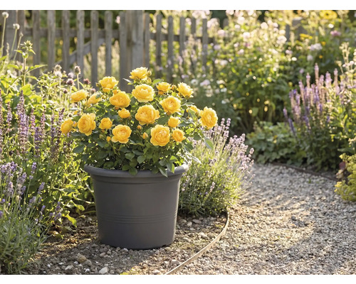 Roses jaunes en pot dans un jardin.
