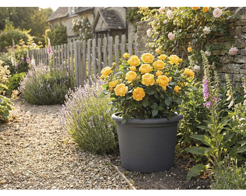 Gelbe Rosen in einem Pflanzgefäß im Garten mit Steinweg