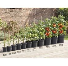 Rangée de plants de tomates de différentes tailles en pots avec des bâtons en bois