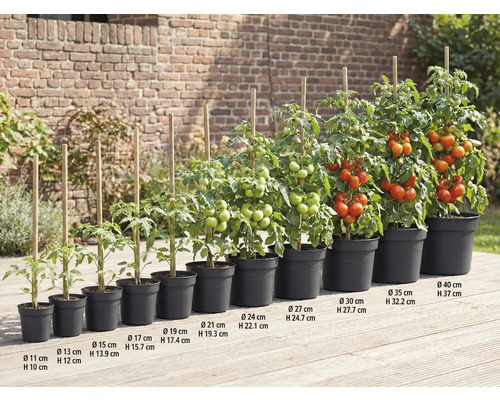 Rangée de plants de tomates de différentes tailles en pots avec des bâtons en bois