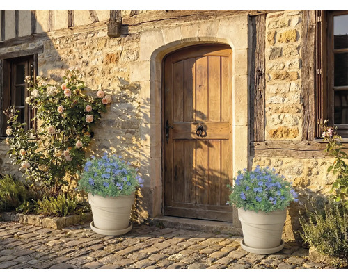 Façade de maison avec porte en bois et pots de fleurs