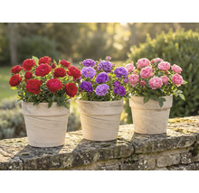 Trois pots avec des roses rouges, violettes et roses sur un mur de pierre