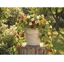 Pot de fleurs avec capucine sur une souche d'arbre dans le jardin