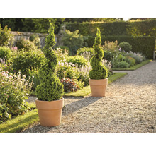 Scène de jardin avec deux buis en spirale dans des pots