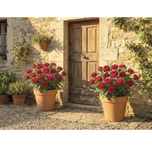 Scène avec deux pots de fleurs contenant des roses rouges devant une porte d'entrée.