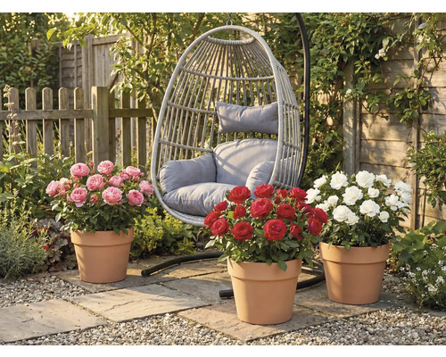 Gartenszene mit Hängekorbsessel und drei Rosenbüschen in Tontöpfen