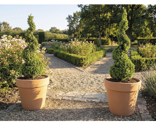 Zwei spiralförmige Buchsbäume in Pflanzgefäßen im Garten.