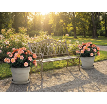 Scène avec banc de jardin et pots de fleurs à l'extérieur
