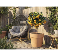 Außenaufnahme mit einem Mandarinenbaum in einem Terrakottatopf neben einem Korbsessel im Garten
