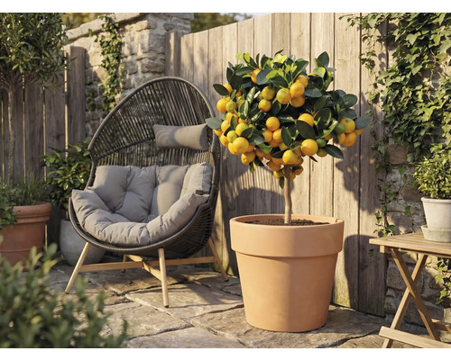 Außenaufnahme mit einem Mandarinenbaum in einem Terrakottatopf neben einem Korbsessel im Garten