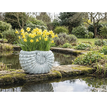 Narzissen in einem Pflanzgefäß in Form einer Muschel am Teichrand