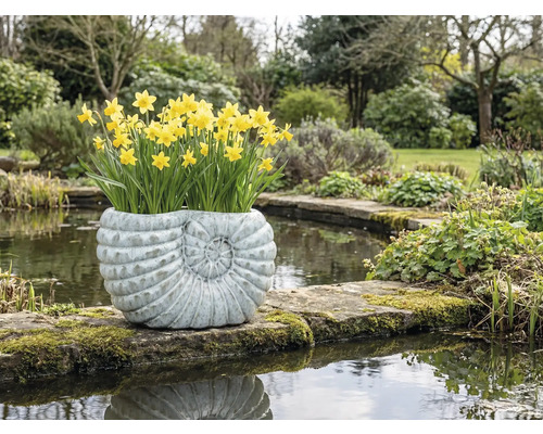 Jonquilles dans une jardinière en forme de coquillage au bord de l'étang