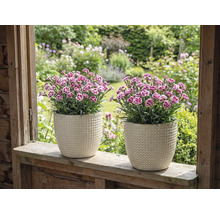 Deux œillets dans des pots de fleurs structurés sur un rebord de fenêtre