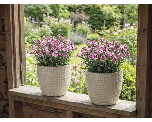 Deux œillets dans des pots de fleurs structurés sur un rebord de fenêtre