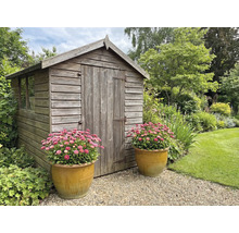 Scène de jardin avec une cabane de jardin en bois et deux pots en terre cuite avec des marguerites