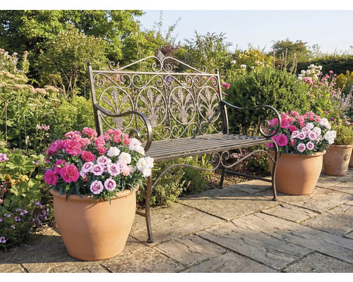 Scène de jardin avec un banc décoratif en métal et des pots de fleurs avec des fleurs colorées