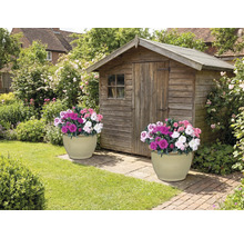 Scène de jardin avec abri de jardin en bois et deux pots de fleurs plantés