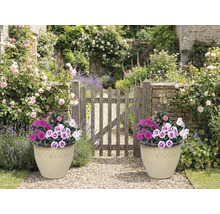 Scène de jardin avec deux pots de fleurs et portail en bois