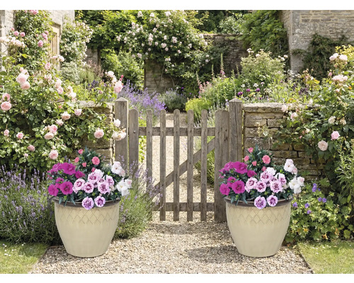 Scène de jardin avec deux pots de fleurs et portail en bois