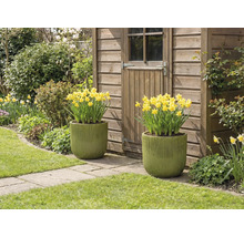 Deux pots de fleurs plantés de jonquilles jaunes devant une cabane de jardin