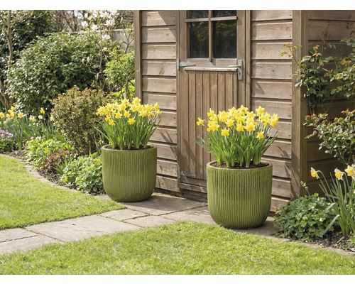 Deux pots de fleurs plantés de jonquilles jaunes devant une cabane de jardin