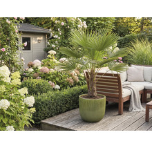 Jardin avec palmier en pot, banc de jardin et fleurs
