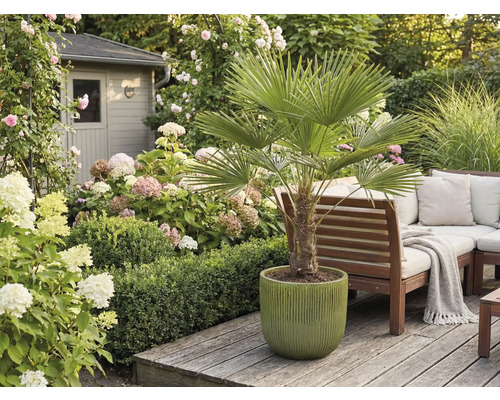 Jardin avec palmier en pot, banc de jardin et fleurs