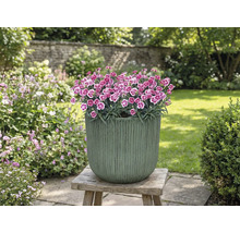 Pot de fleurs avec œillets sur tabouret en bois dans le jardin