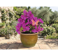 Bougainvillier en pot avec décoration papillon dans le jardin