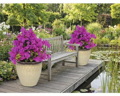 Scène avec banc de jardin, étang et deux bacs à fleurs avec bougainvilliers