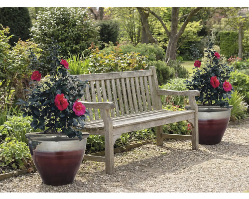 Banc de jardin en bois avec deux plantes en pot dans le jardin
