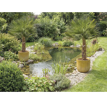 Bassin de jardin avec végétation riveraine et deux palmiers dans des pots