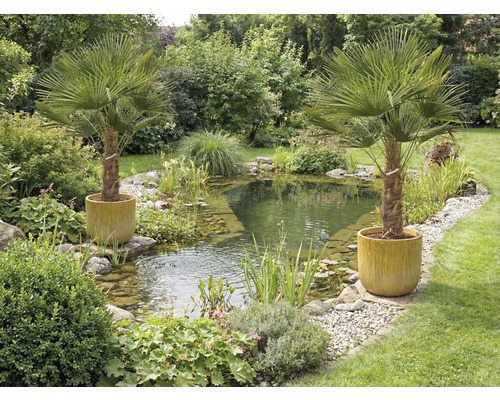 Bassin de jardin avec végétation riveraine et deux palmiers dans des pots