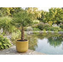 Palmier chanvre de Chine en pot dans le jardin près de l'étang