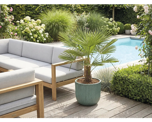 Extérieur avec mobilier de jardin, piscine et plante en pot avec palmier éventail