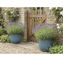 Deux pots de fleurs structurés avec de la lavande à côté d'une clôture de jardin.
