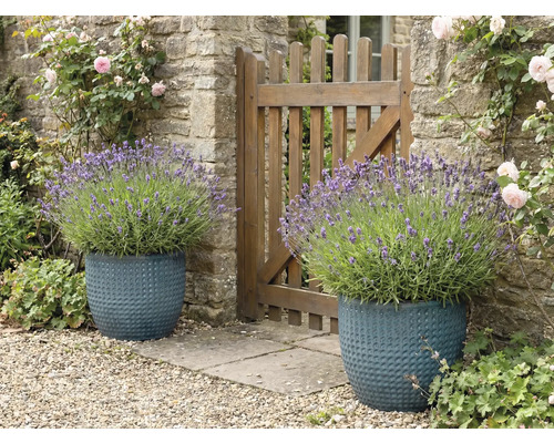 Deux pots de fleurs structurés avec de la lavande à côté d'une clôture de jardin.