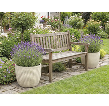 Jardin avec banc en bois et lavande dans des pots