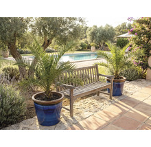 Scène de jardin avec banc en bois et palmiers dattiers en pot près de la piscine