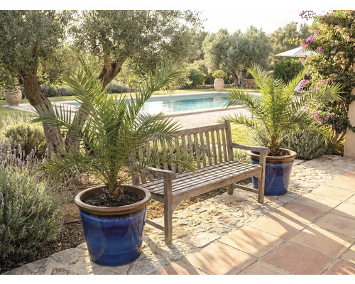 Scène de jardin avec banc en bois et palmiers dattiers en pot près de la piscine