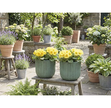 Scène de jardin décorative avec des fleurs jaunes dans des jardinières