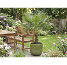 Jardin avec palmier éventail en pot, table et banc en bois