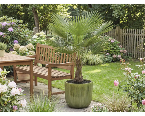 Jardin avec palmier éventail en pot, table et banc en bois