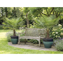 Scène de jardin avec deux palmiers chanvres en pot et un banc en bois