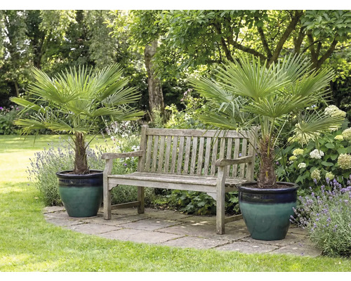 Scène de jardin avec deux palmiers chanvres en pot et un banc en bois